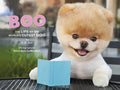 Boo The Life of the World's Cutest Dog